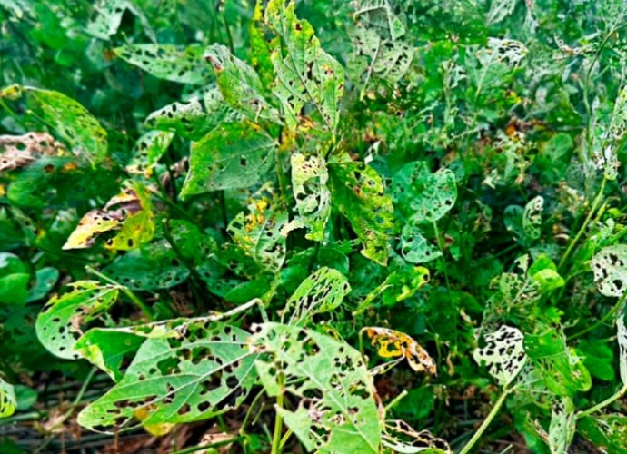 水耕病蟲害防治