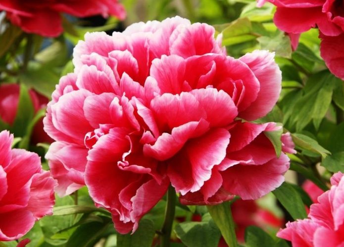 牡丹栽培技巧 牡丹栽培技巧