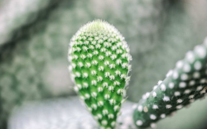 植物急救 植物急救