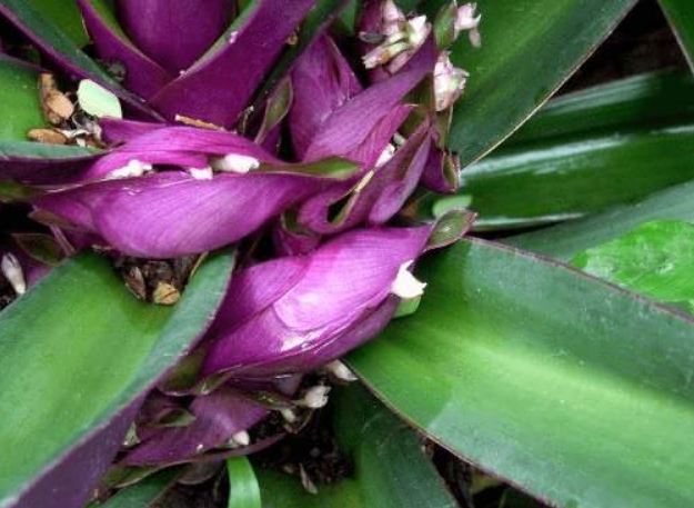 萬年青常見問題