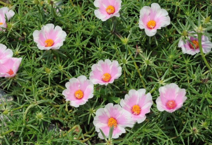 松葉牡丹防寒方法 松葉牡丹防寒方法