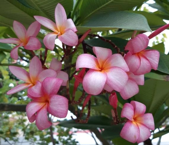 雞蛋花徒長原因 雞蛋花徒長原因