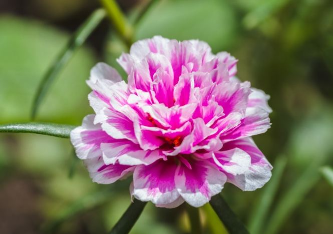 松葉牡丹種子發芽