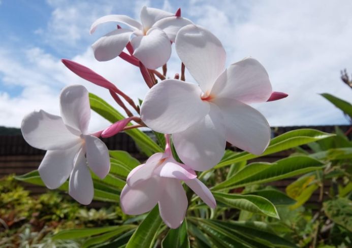 雞蛋花種植 雞蛋花種植