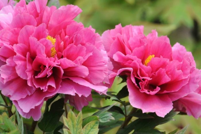 牡丹養護指南 牡丹養護指南