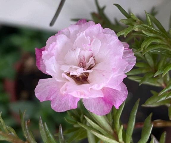 松葉牡丹栽培方法 松葉牡丹栽培方法