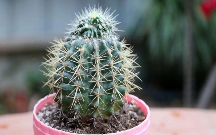 仙人球養護方法 仙人球養護方法