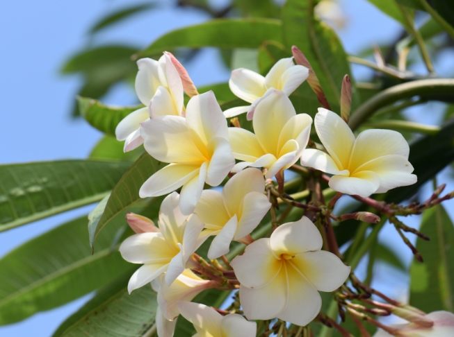 雞蛋花種植 雞蛋花種植