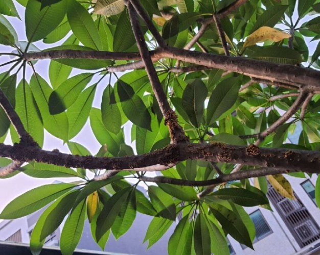 雞蛋花病害處理