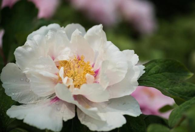 多肉植物澆水技巧 多肉植物澆水技巧