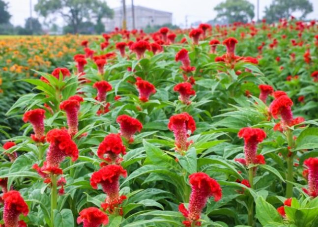 雞蛋花香水推薦