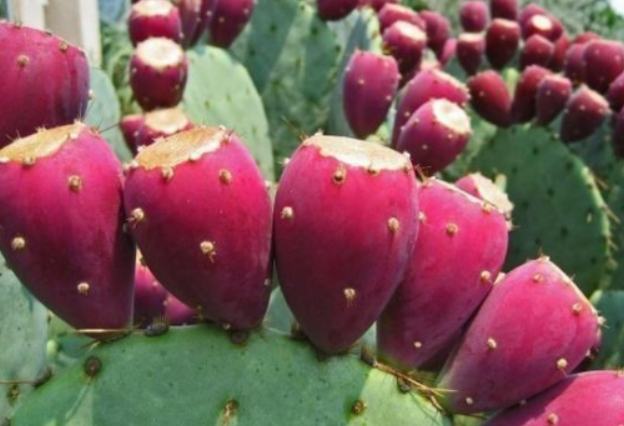 仙人掌病害防治