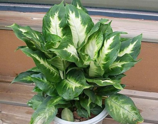 萬年青葉子黃化