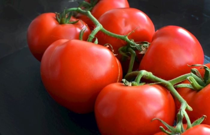 蕃茄肥料選擇 蕃茄肥料選擇