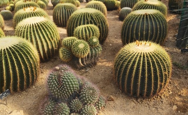 仙人掌爛根症狀 仙人掌爛根症狀