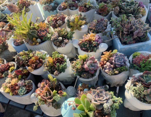 多肉植物搭配 多肉植物搭配