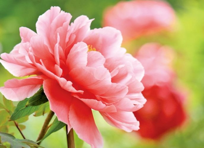 松葉牡丹養護 松葉牡丹養護