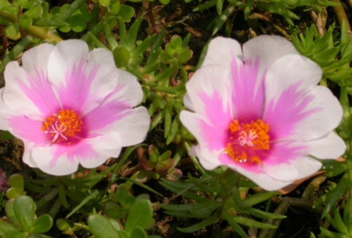 松葉牡丹防寒方法 松葉牡丹防寒方法