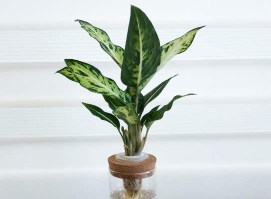 水培萬年青養護