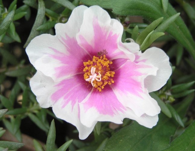 松葉牡丹冬季養護 松葉牡丹冬季養護