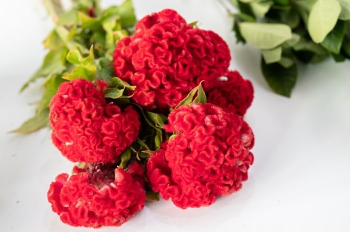 雞冠花葉子問題 雞冠花葉子問題