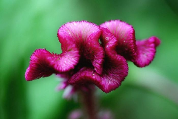 鳳尾雞冠花 品種 鳳尾雞冠花 品種