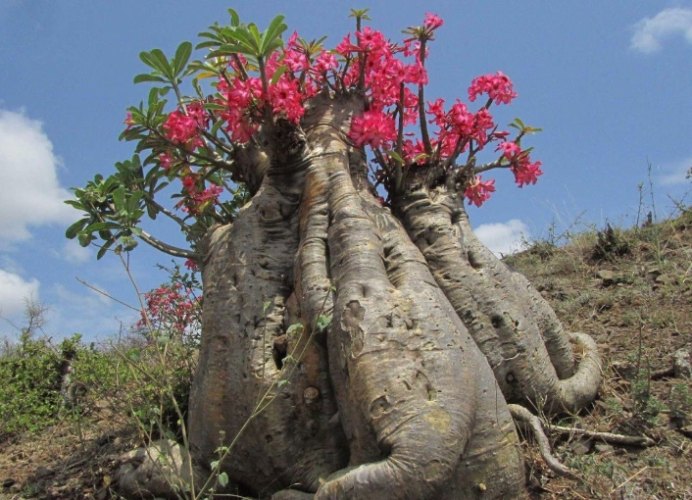 沙漠玫瑰養護 沙漠玫瑰養護