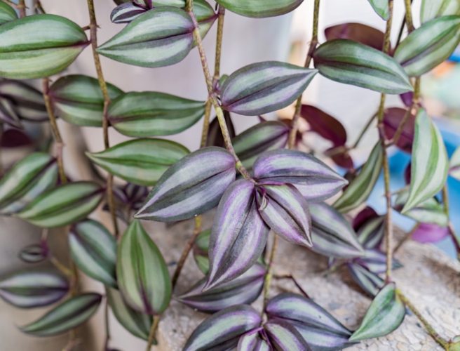 塊根換盆步驟 塊根換盆步驟