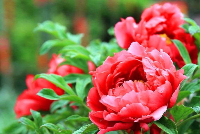 松葉牡丹養護 松葉牡丹養護