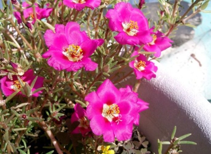 松葉牡丹防寒方法 松葉牡丹防寒方法