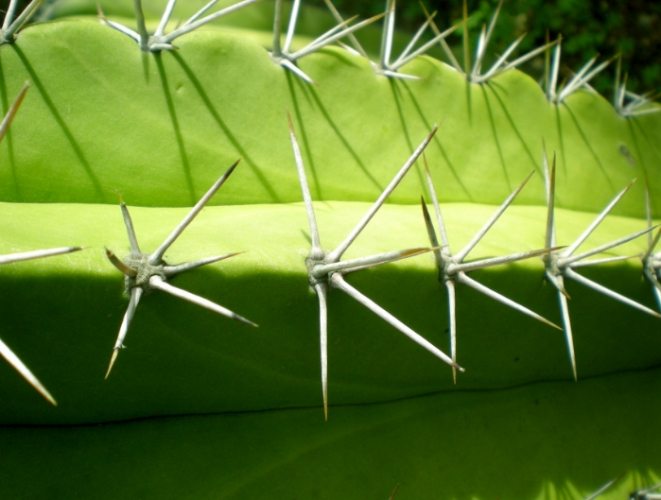 仙人掌根部護理 仙人掌根部護理