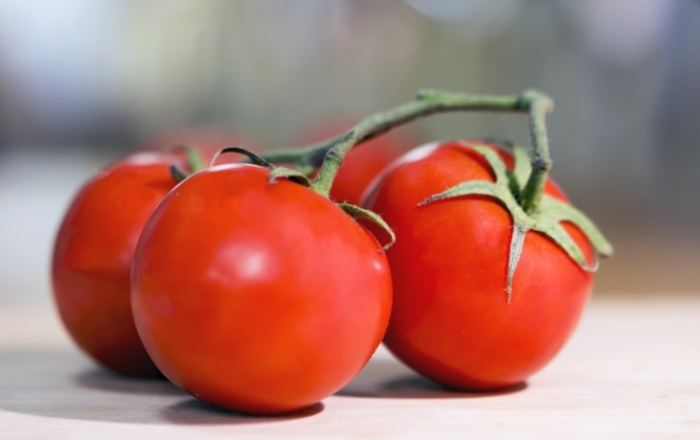 有機蕃茄肥料 有機蕃茄肥料