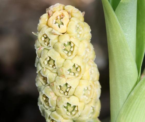 萬年青養護技巧