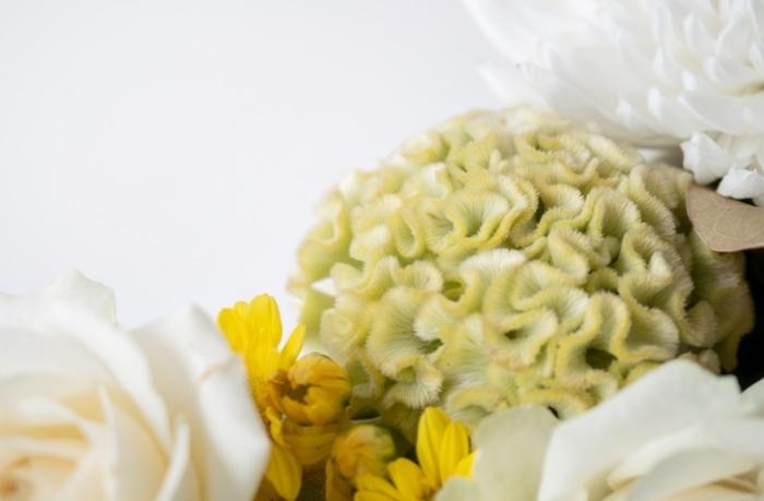 鳳尾雞冠花 品種 鳳尾雞冠花 品種