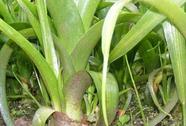 萬年青種植方法