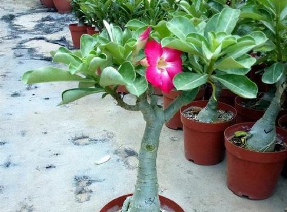 沙漠玫瑰落葉原因 沙漠玫瑰落葉原因