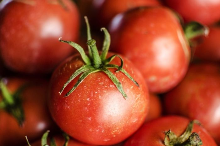 番茄種子發芽方法 番茄種子發芽方法