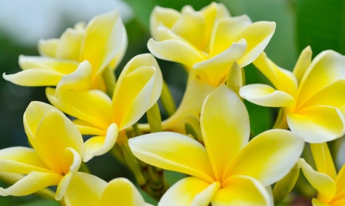 雞蛋花葉子黃化原因 雞蛋花葉子黃化原因