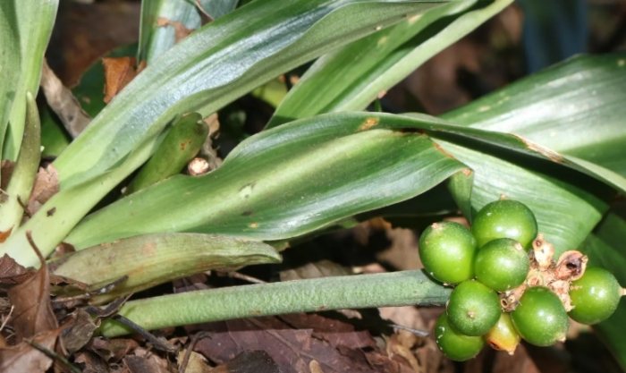 萬年青養護技巧