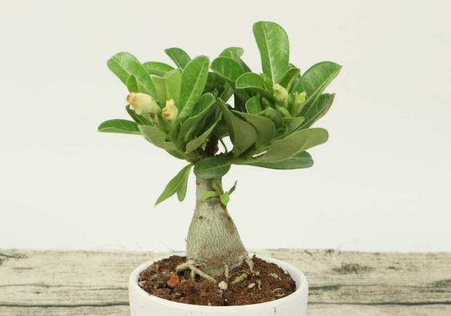 沙漠玫瑰冬季養護 沙漠玫瑰冬季養護