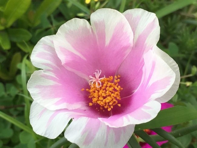 松葉牡丹種子種植