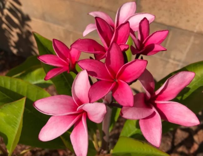 雞蛋花樹幹軟原因 雞蛋花樹幹軟原因