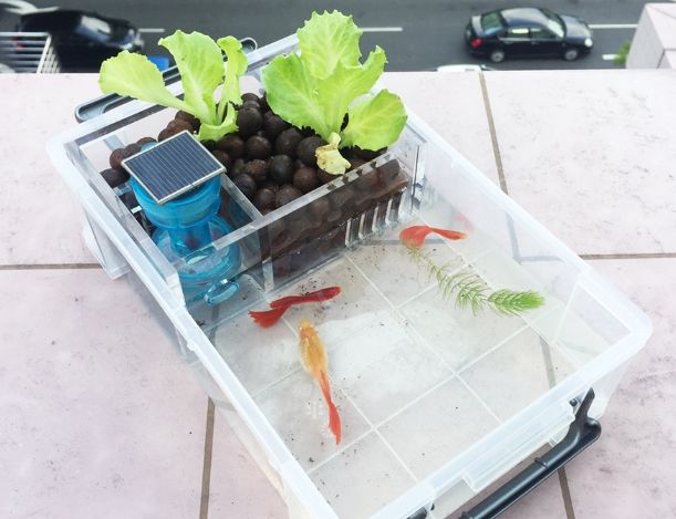 魚草共生植物種類