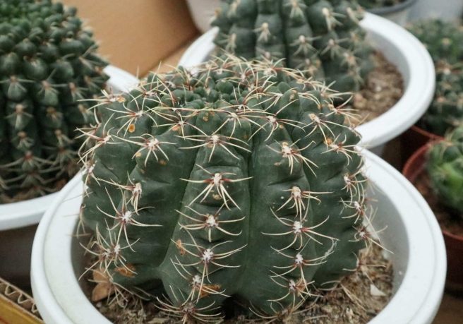 仙人球怎麼養 仙人球怎麼養