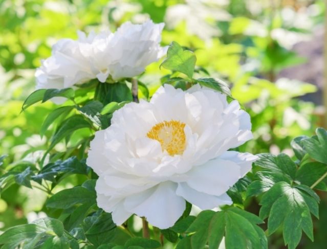 松葉牡丹栽培 松葉牡丹栽培