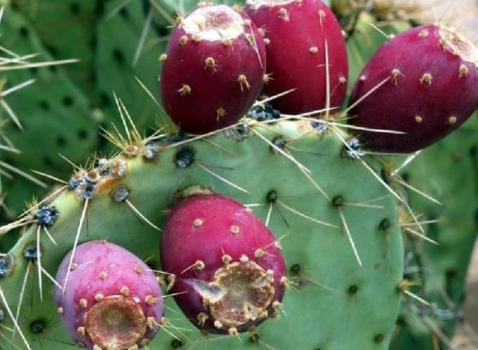 仙人掌爛根處理 仙人掌爛根處理