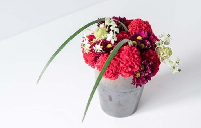 鳳尾雞冠花 種植 鳳尾雞冠花 種植