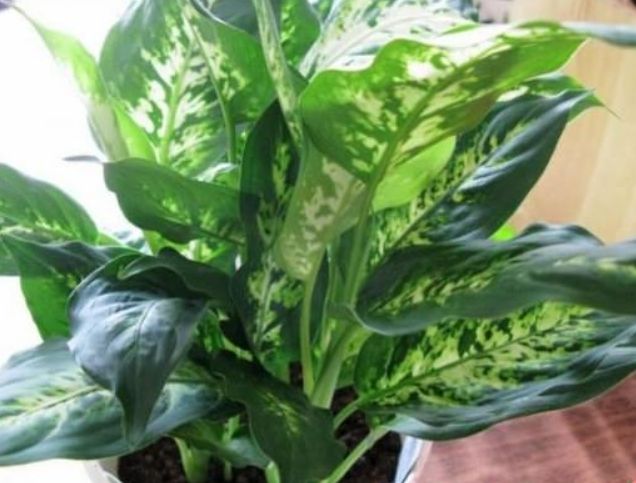 萬年青養護技巧