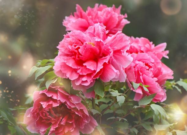 觀葉植物澆水 觀葉植物澆水