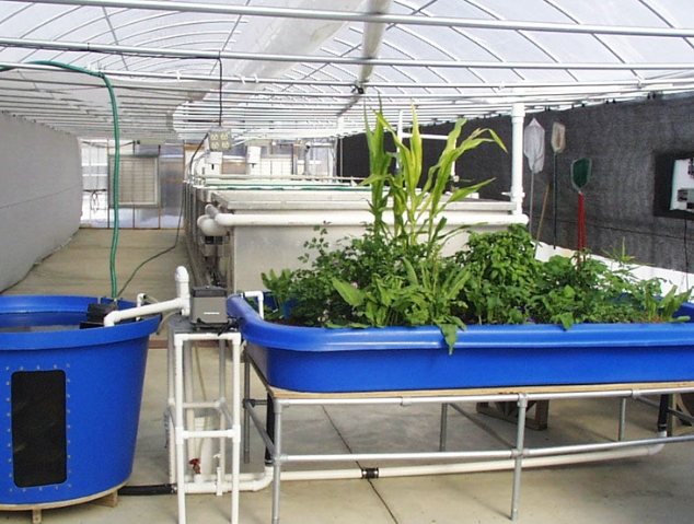 魚草共生系統設置